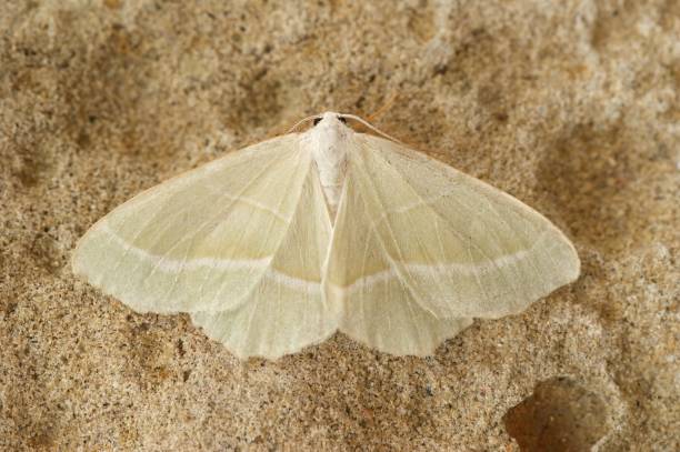 istock Closeup on the lightr the light emerald geometer moth, Campaea margaritata 1455920147