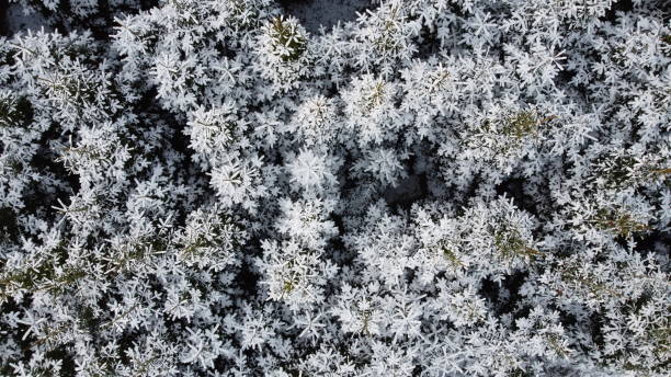 istock Beautiful view of snow-covered trees from above 1455920173