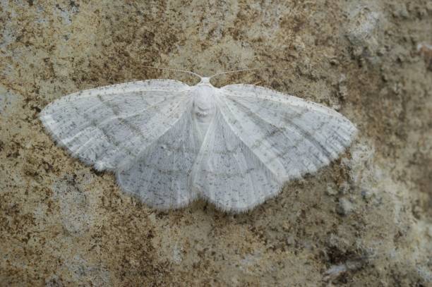 istock Closeup on the common white wave geometer moth, Cabera pusaria 1455920181