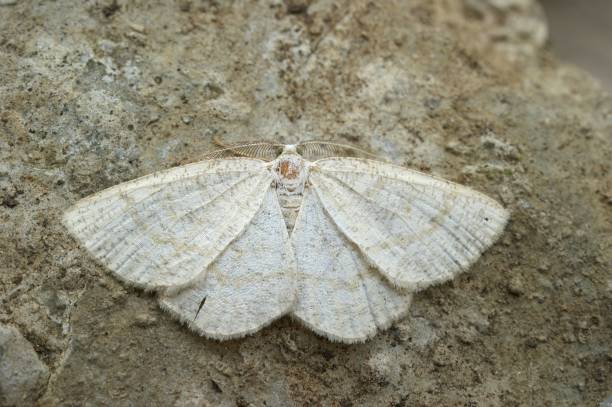 istock Closeup on the Common wave geometer moth, Cabera exanthemata , w 1455920186