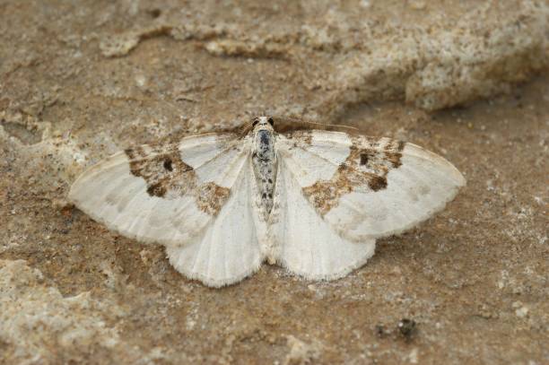 istock Closeup on a Silver-ground Carpet geometer Moth, Xanthorhoe mont 1455920194