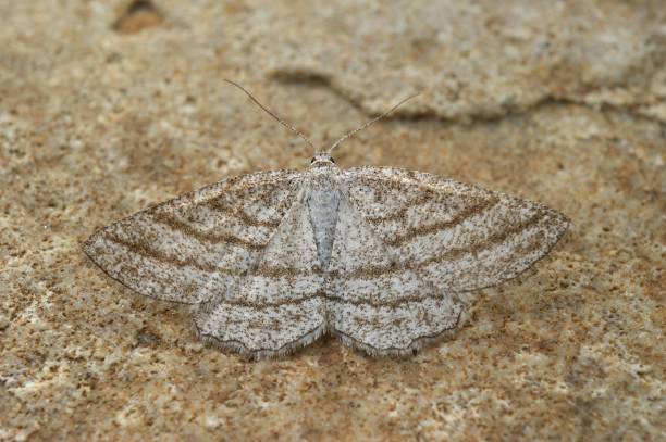istock Closeup on the European Grass wave geometer moth, Perconia strig 1455920204