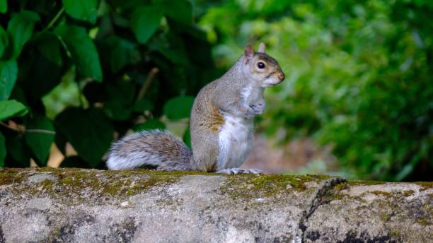istock Beautiful view of a grey squirrel in Pittencrieff Park 1455920257
