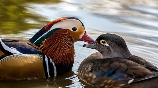 A close-up of cute Mandarin ducks swimming in the lake