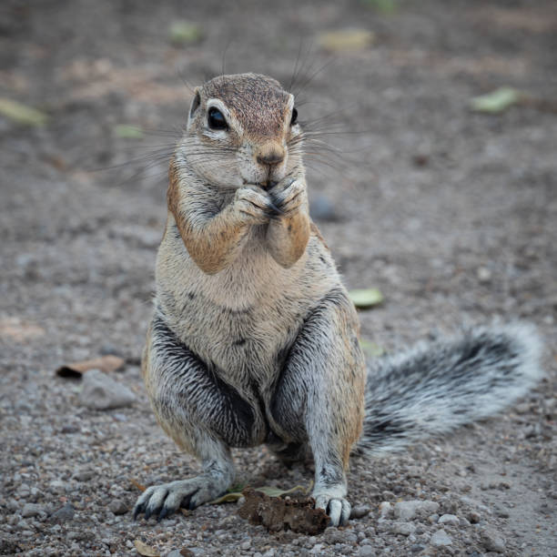 istock Vertical shot of an African ground squirrel 1455920460