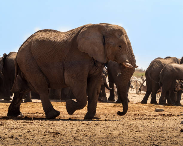 istock Elephant in its natural habitat 1455920467