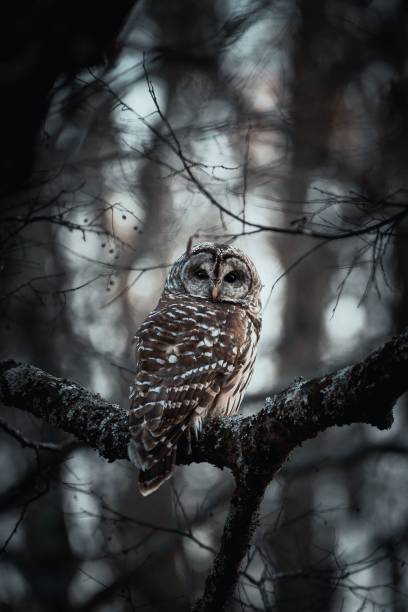 istock Vertical shot of a Spotted owl (Strix occidentalis) perched on a tree branch in dark gray tones 1455920971