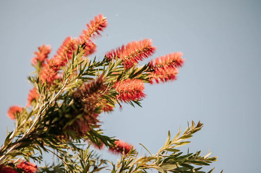 A low angle shot of Callistemon speciosus growing in a field under the sunlight