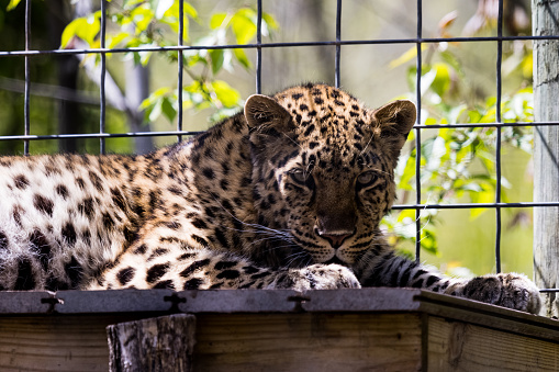 A beautiful jaguar looking at the camera in a zoo