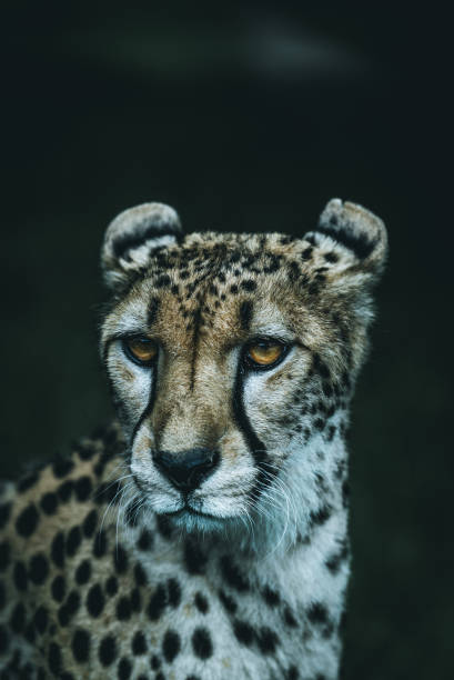 istock Vertical shot of a cheetah with black background 1455921647