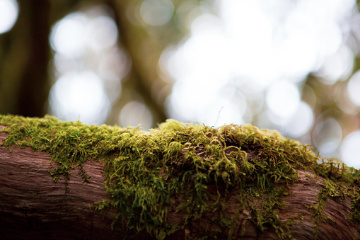 A closeup of a mossy tree trunk with blurred background