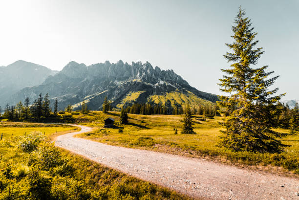istock Empty narrow road surrounded by trees and mountains on a sunny day 1455922253