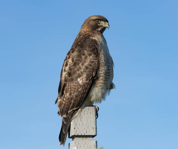 istock Red-tailed Hawk standing proudly on a cloudless day 1455922572