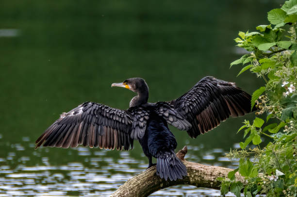 istock Closeup of a beautiful bird outside 1455922694