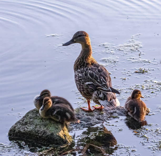 istock Closeup of a beautiful bird outside 1455922719