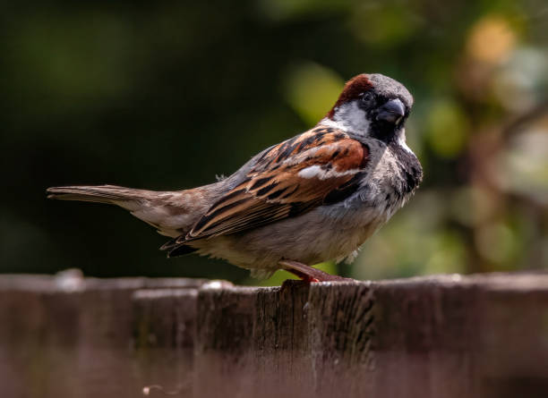 istock Closeup of a beautiful bird outside 1455922722