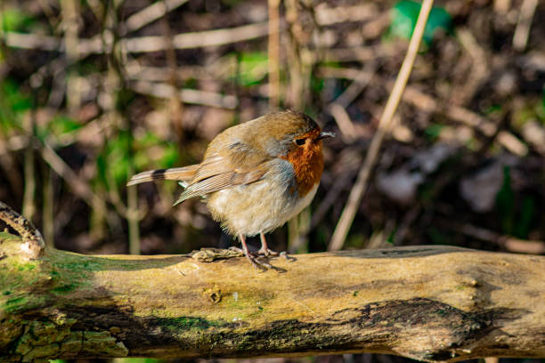istock Closeup of the European robin, Erithacus rubecula. 1455922744