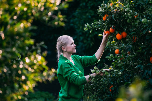 istock Young Woman Picking Oranges Grown in Her Garden 1455922765