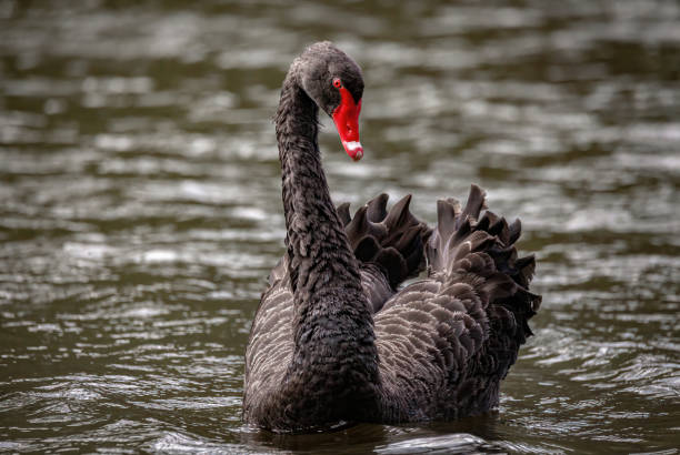 istock Black swan swimming in the lake 1455922912