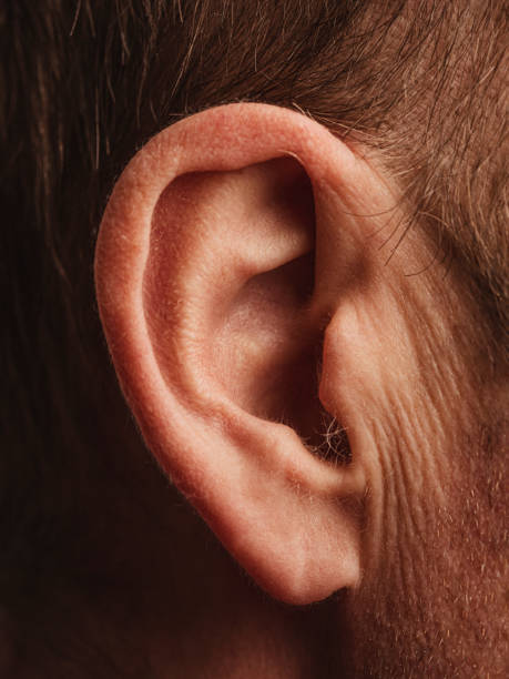 Ear -Macro skin and face detail with wrinkles on mature man stock photo