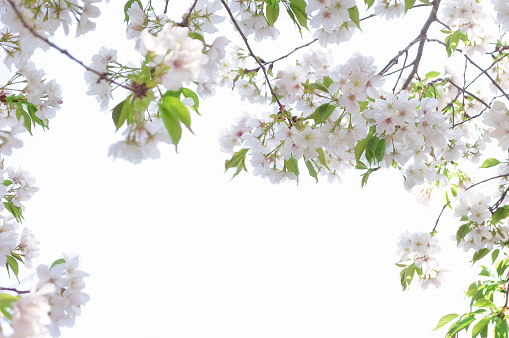 Cherry Blossoms on the White Background/Natural Condition