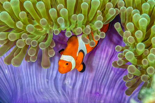 The common clownfish (Amphiprion ocellaris), is known to grow about 110 mm long. When the tiny clownfish enter into the juvenile stage of life, they travel down to the bottom to find shelter in a host anemone. Once they find their anemone, they form a symbiotic relationship with them. Romblon, Philippines