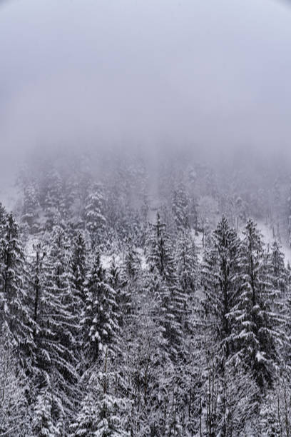 istock Vertical shot of the snowy forest 1455926198