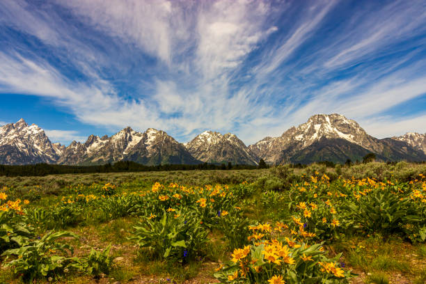 istock Grand Teton range in National Park 1455926430