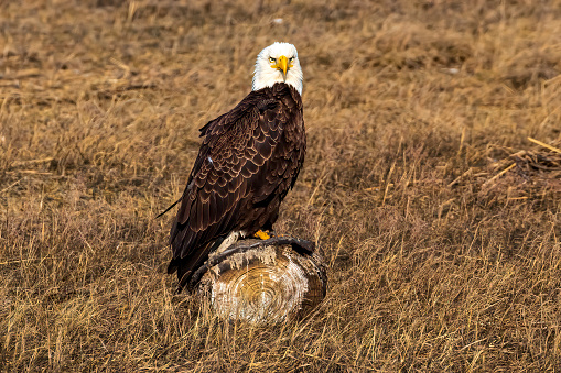 The Southern Bald Eagle standing on the log in the field
