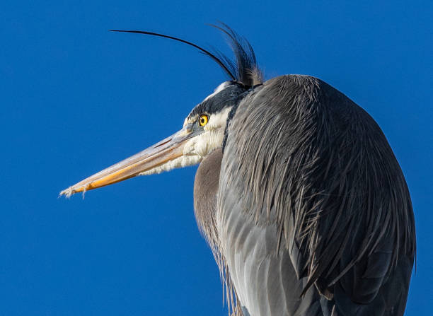 istock Side portrait of a majestic grey heron on a blue sky 1455926603