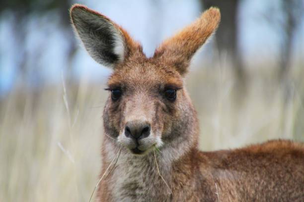 istock Closeup shot of a brown kangaroo looking into the camera 1455926699