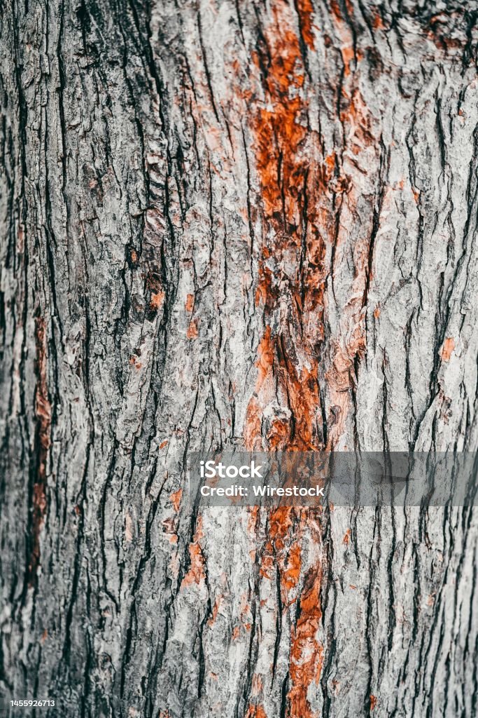 Vertical shot of a beautiful texture of brown bark of pine tree for the background A vertical shot of a beautiful texture of brown bark of pine tree for the background Abstract Stock Photo