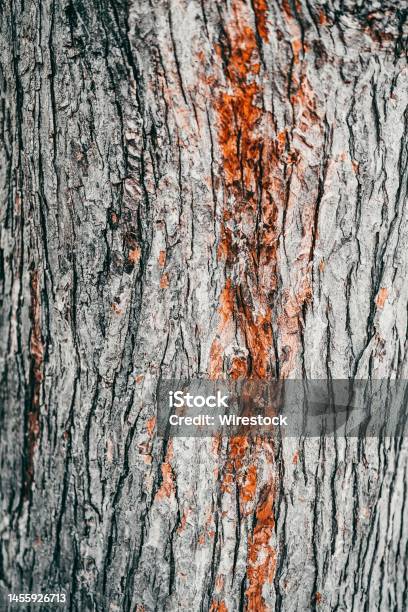 Vertical Shot Of A Beautiful Texture Of Brown Bark Of Pine Tree For The Background Stock Photo - Download Image Now