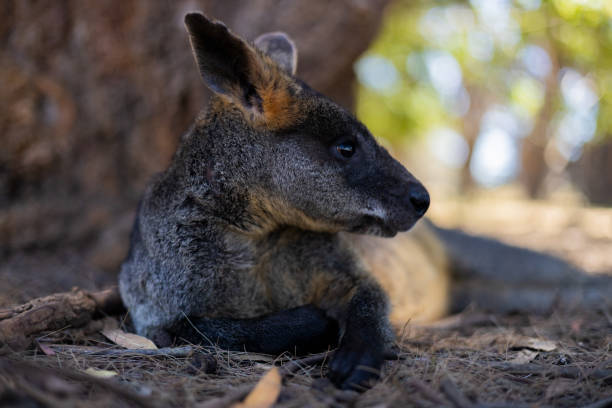 istock Wallaby lying in the shade 1455926834