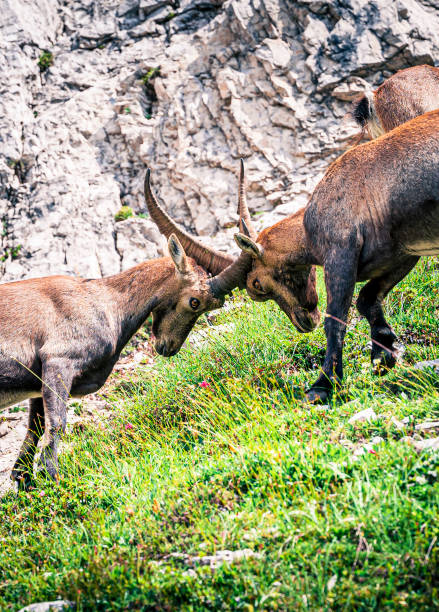 istock Vertical shot of fighting capricorns 1455926879