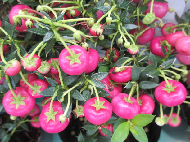 istock Bright pink Pernettya with beautiful berries in autumn flower beds 1455927158