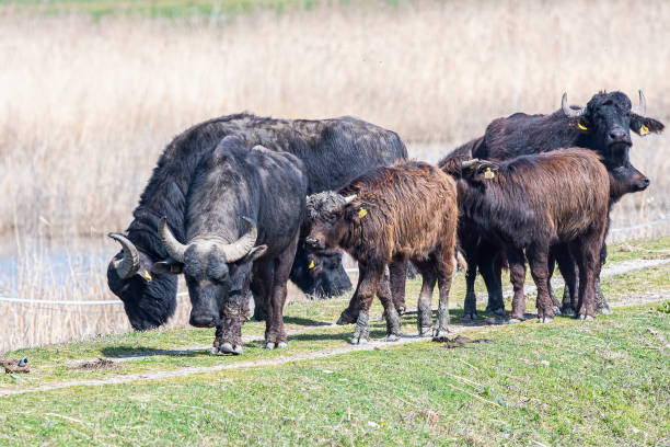 istock Closeup of buffalos walking along the path 1455927319