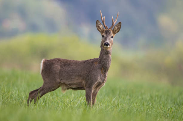 istock Closeup of a deer standing in the grass 1455927342