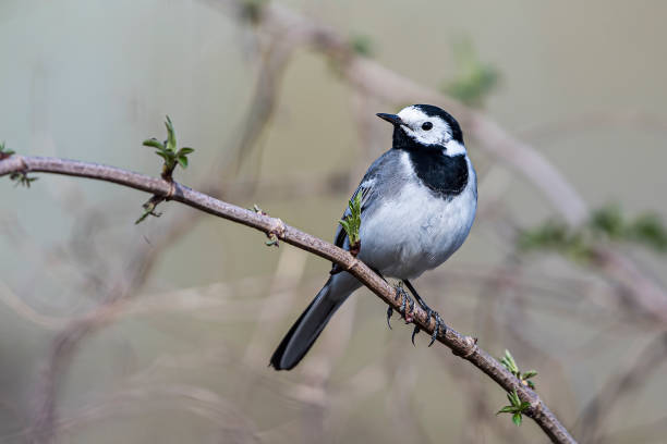 istock Closeup of a small bird sitting on a tree branch 1455927469