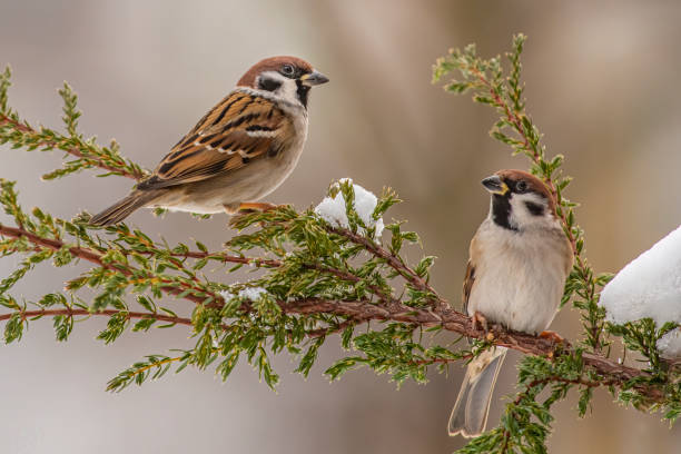 istock Closeup of small birds sitting on a tree branch 1455927544