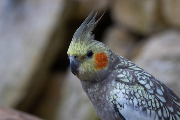 istock Closeup of a cute parrot on a blurred background 1455927581