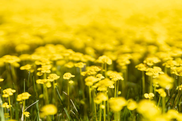 Colorful yellow tiny flowers blooming on spring meadow closeup, macro, blur in sunlight. Bright springtime or summer season floral background.