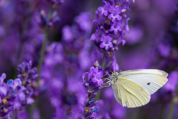 istock Closeup of a butterfly on a flower 1455927731