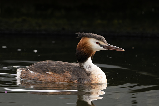 A closeup of a Great crested grebe