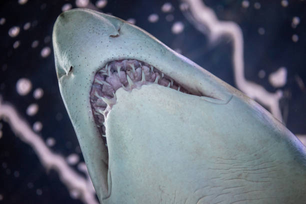 niedrige winkelaufnahme von kiefer und zähnen eines schwimmenden sandtigerhaies im aquarium - sand tiger shark stock-fotos und bilder