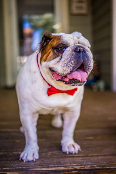 istock Closeup of a British Bulldog 1455927908