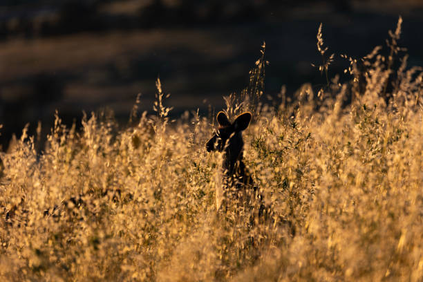 istock Kangaroo in a long grass at sunset landscape 1455927984