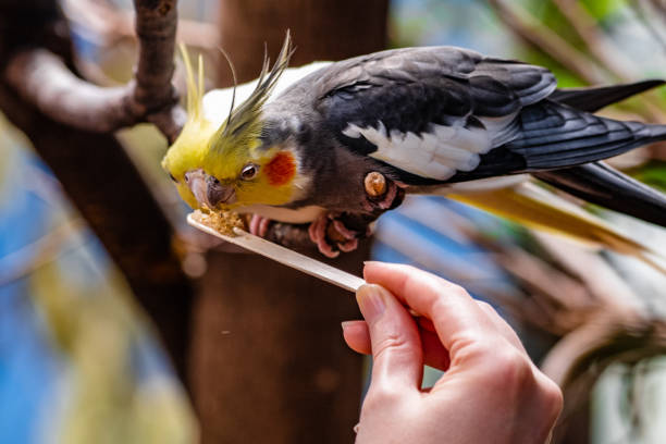 istock Hand giving a stick to a corella parrot. 1455928013
