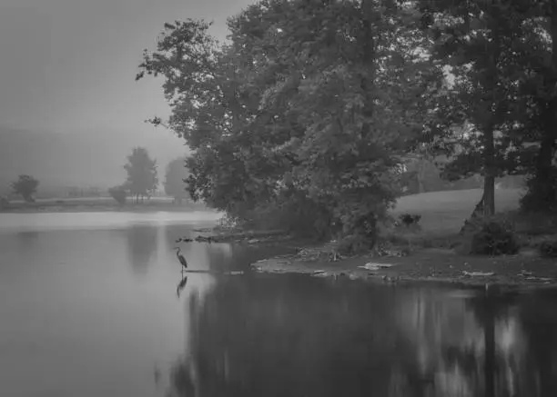 A grayscale shot of a great blue hern bird standing on a shore of a foggy lake and huge trees