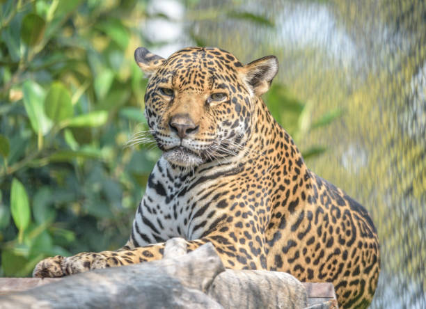 istock Closeup shot of a leopard in a zoo on a blurred background 1455928528